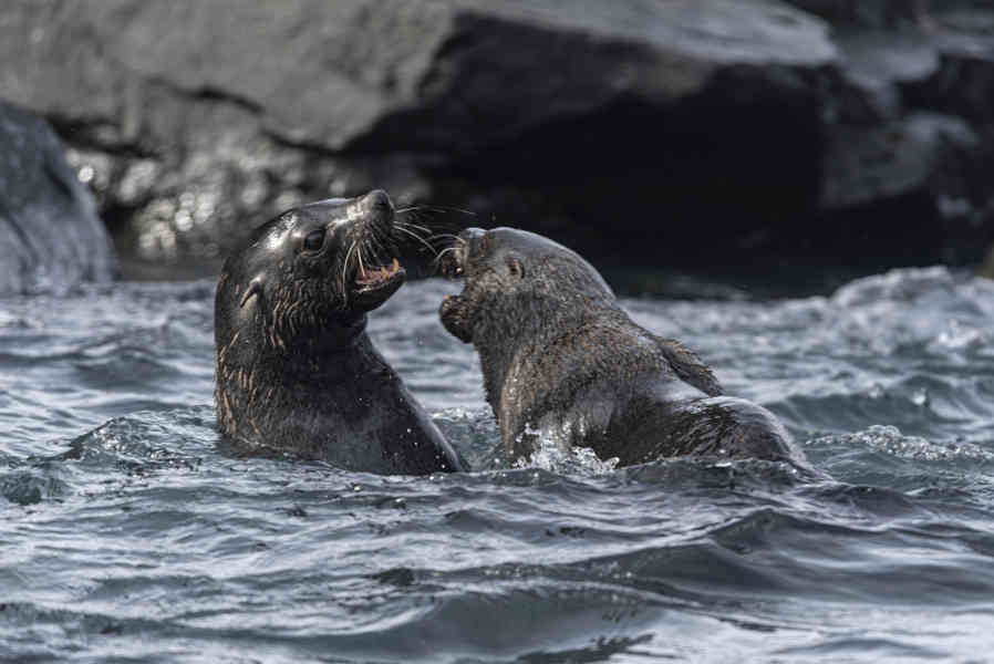 Lobo Marino Antártico - isla Robert - islas Shetland del Sur 10.jpg